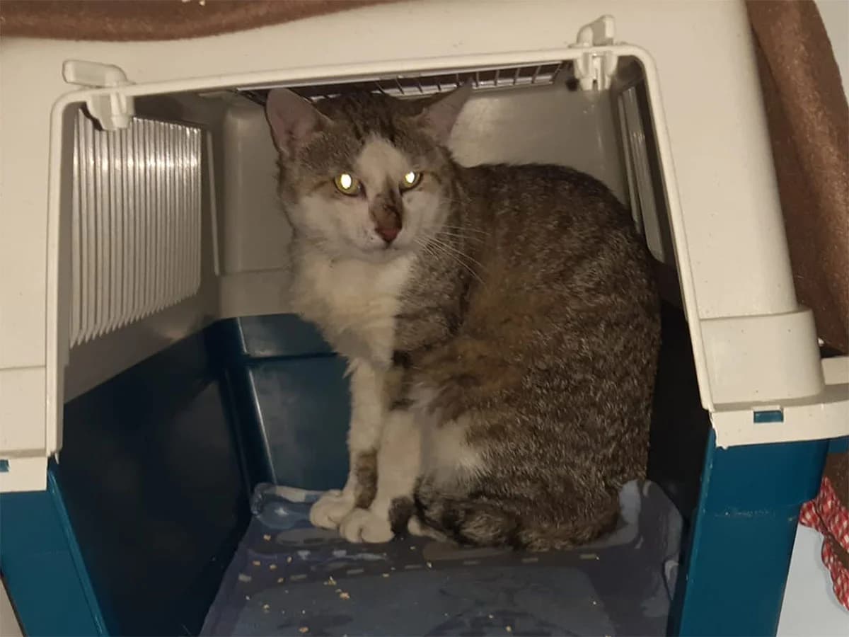 Fundkater vom 26.06.26, male Mixed Breed for adoption at Tierschutzverein Wunstorf und Umgebung von 1934 e.V., Wunstorf