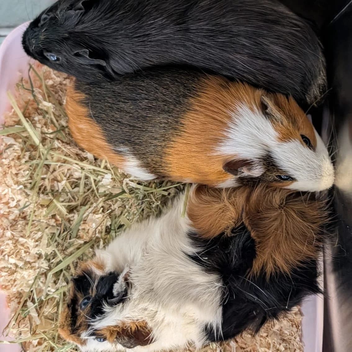 Fundmeerschweinchen vom 11.07.26, female Mixed Breed for adoption at Tierschutzverein Wunstorf und Umgebung von 1934 e.V., Wunstorf