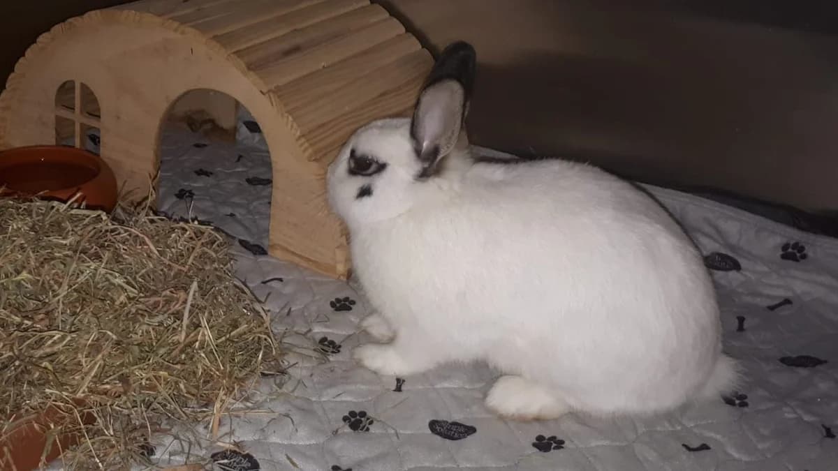 Fundkaninchen vom 09.08.26, female Mixed Breed for adoption at Tierschutzverein Wunstorf und Umgebung von 1934 e.V., Wunstorf