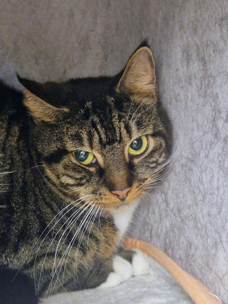 Nina, female 7yo Mixed Breed for adoption at Tierschutzverein Wunstorf und Umgebung von 1934 e.V., Wunstorf