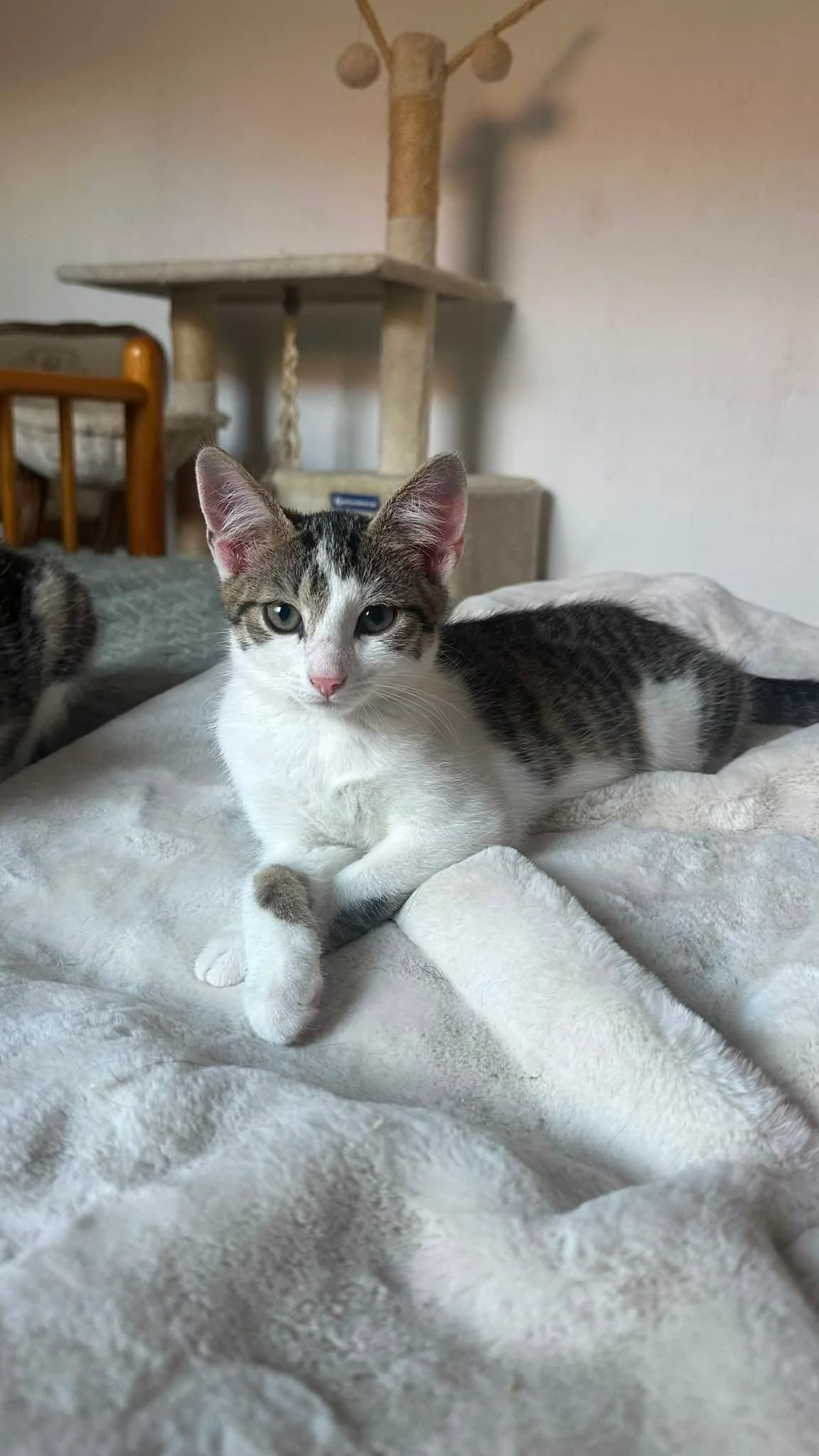 Mutiger kleiner Draufgänger sucht sein Für-immer-Zuhause, male Mixed Breed for adoption at Tierschutzverein Apolda und Umgebung e.V.