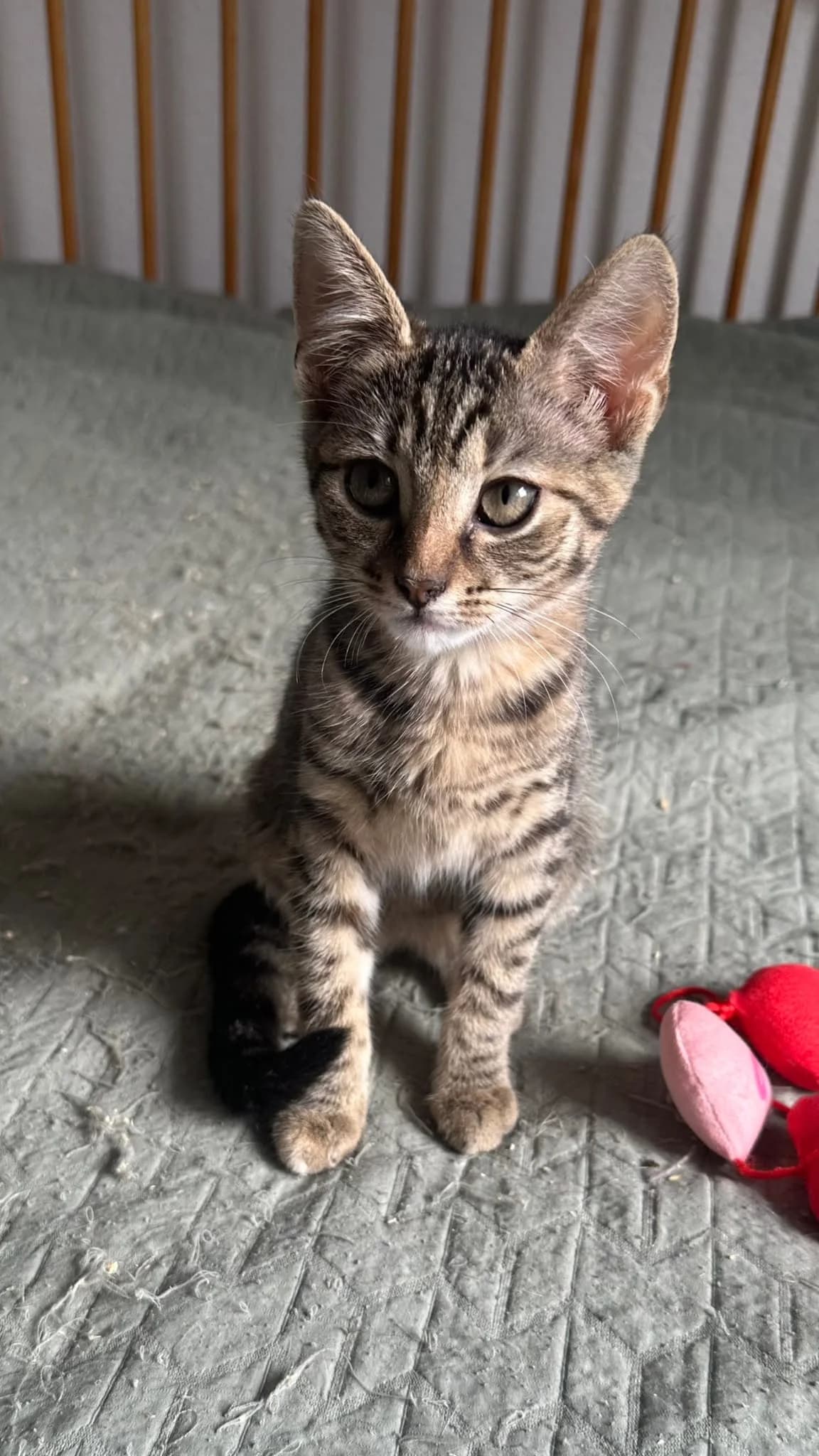 Schüchterne kleine Katzenlady sucht ihr Für-immer-Zuhause, male Mixed Breed for adoption at Tierschutzverein Apolda und Umgebung e.V.
