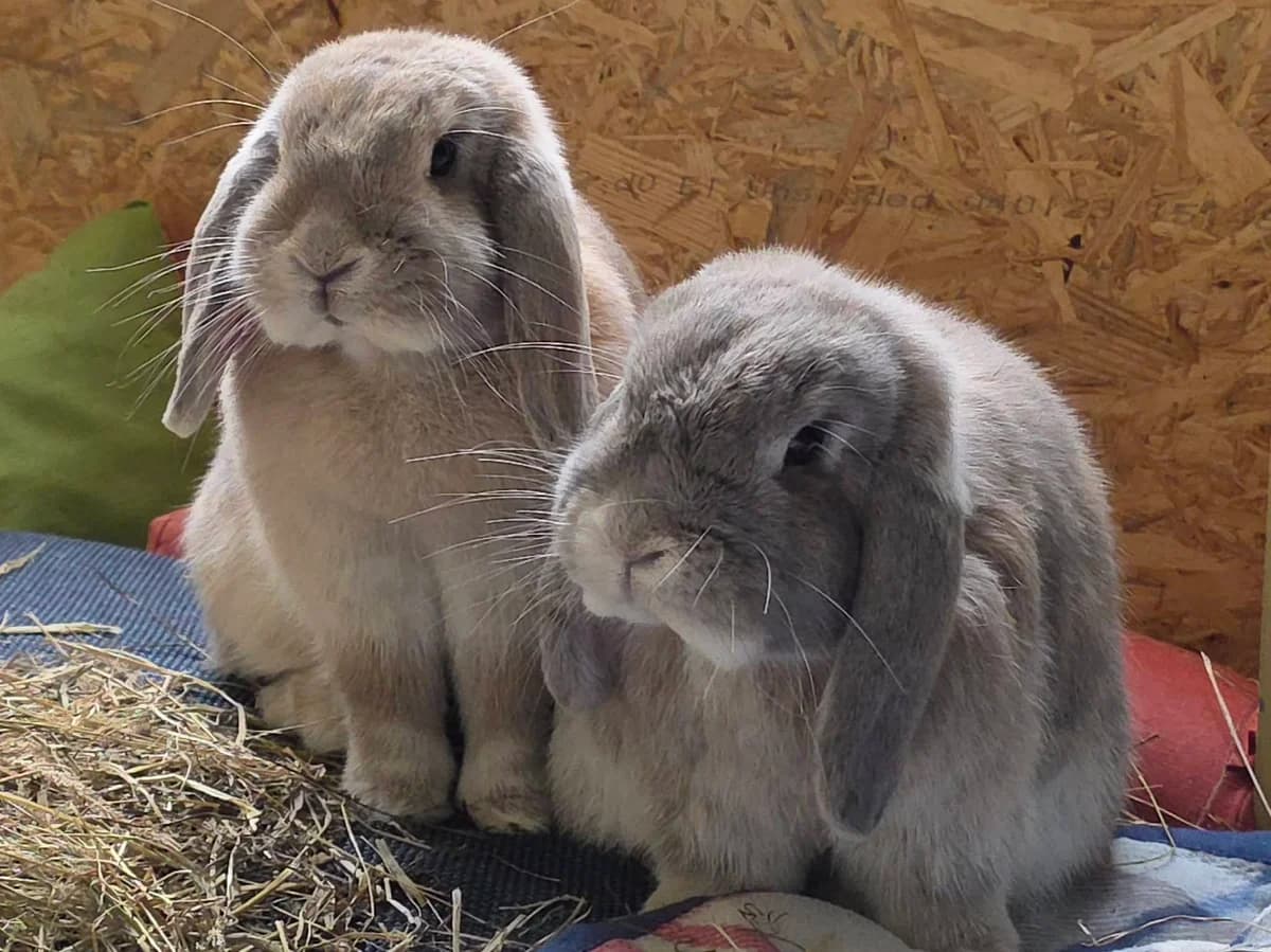 Kkuma und Kiyomi, male 5yo Mixed Breed for adoption at Tierschutzverein OHZ e.V., Osterholz-Scharmbeck