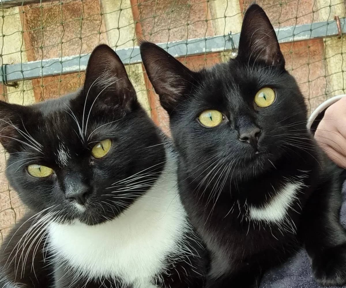Carlos und Harry, male 6yo Mixed Breed for adoption at Tierschutzverein OHZ e.V., Osterholz-Scharmbeck
