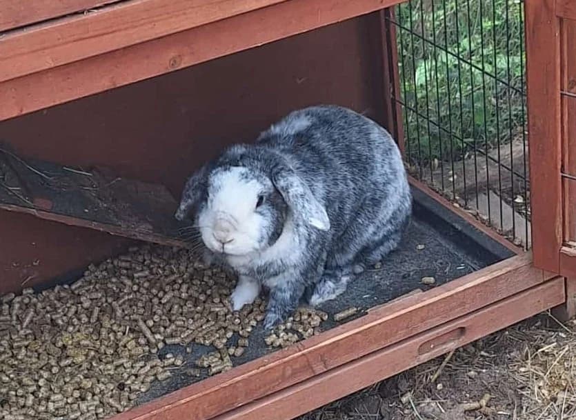 Tier 9818, 6yo Mixed Breed for adoption at Tierschutzverein Villingen-Schwenningen e.V.