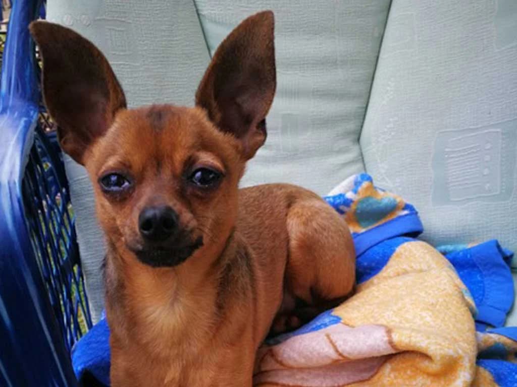 Chihuahua Filou, 4yo Chihuahua for adoption at Tierschutzverein Wolfsburg