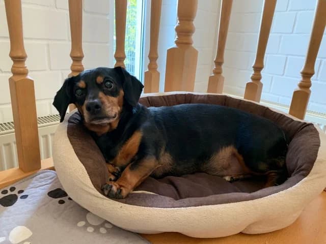Dackelmischling Balou, senior Dachshund for adoption at Tierschutzverein Wolfsburg