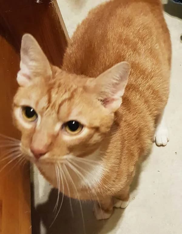 Kater Simba, young Mixed Breed for adoption at Tierschutzverein Wolfsburg