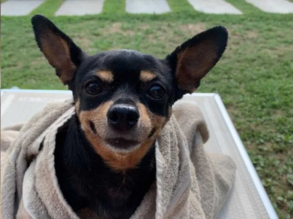 Rehpinscher KIKI, senior Mixed Breed for adoption at Tierschutzverein Wolfsburg