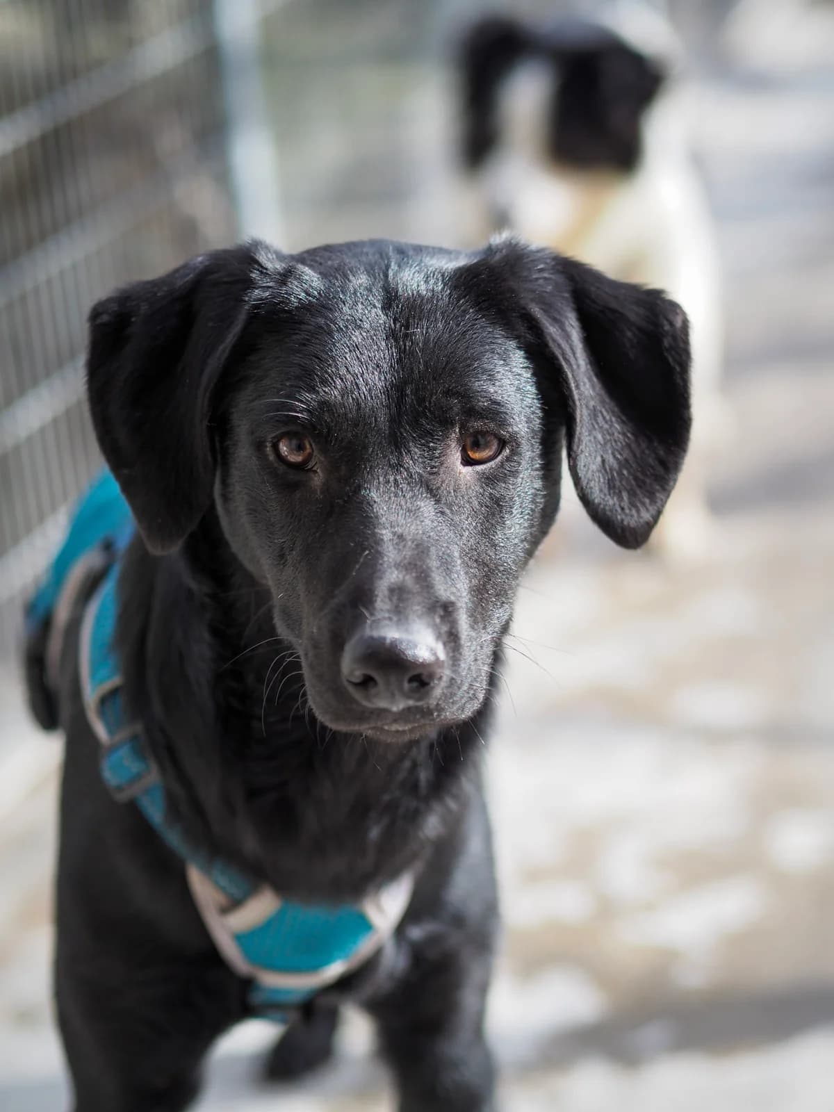 BENJI, Mixed Breed for adoption at Tierschutzzentrum Eilenburg, Eilenburg