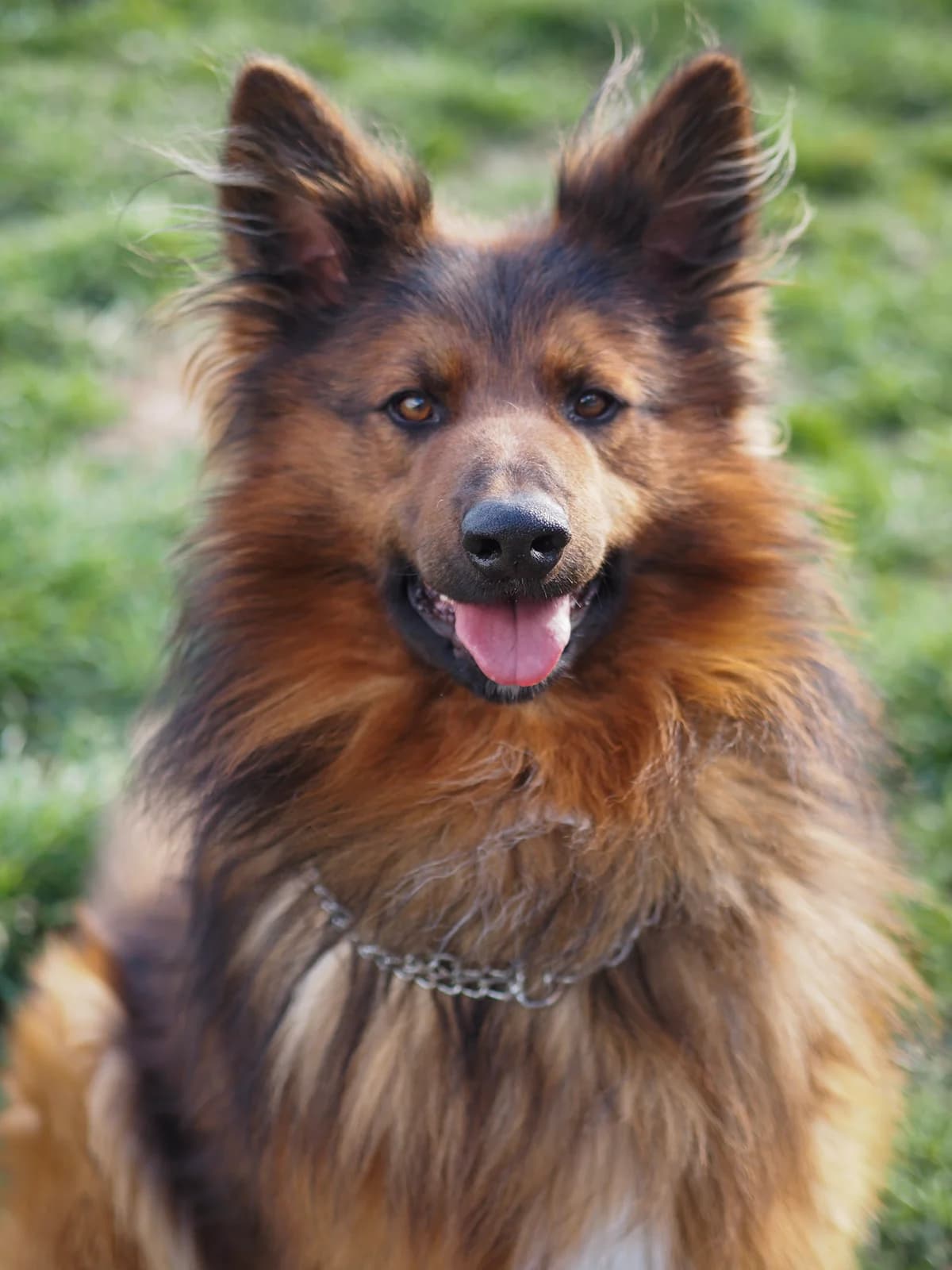 MATTI, German Shepherd for adoption at Tierschutzzentrum Eilenburg, Eilenburg