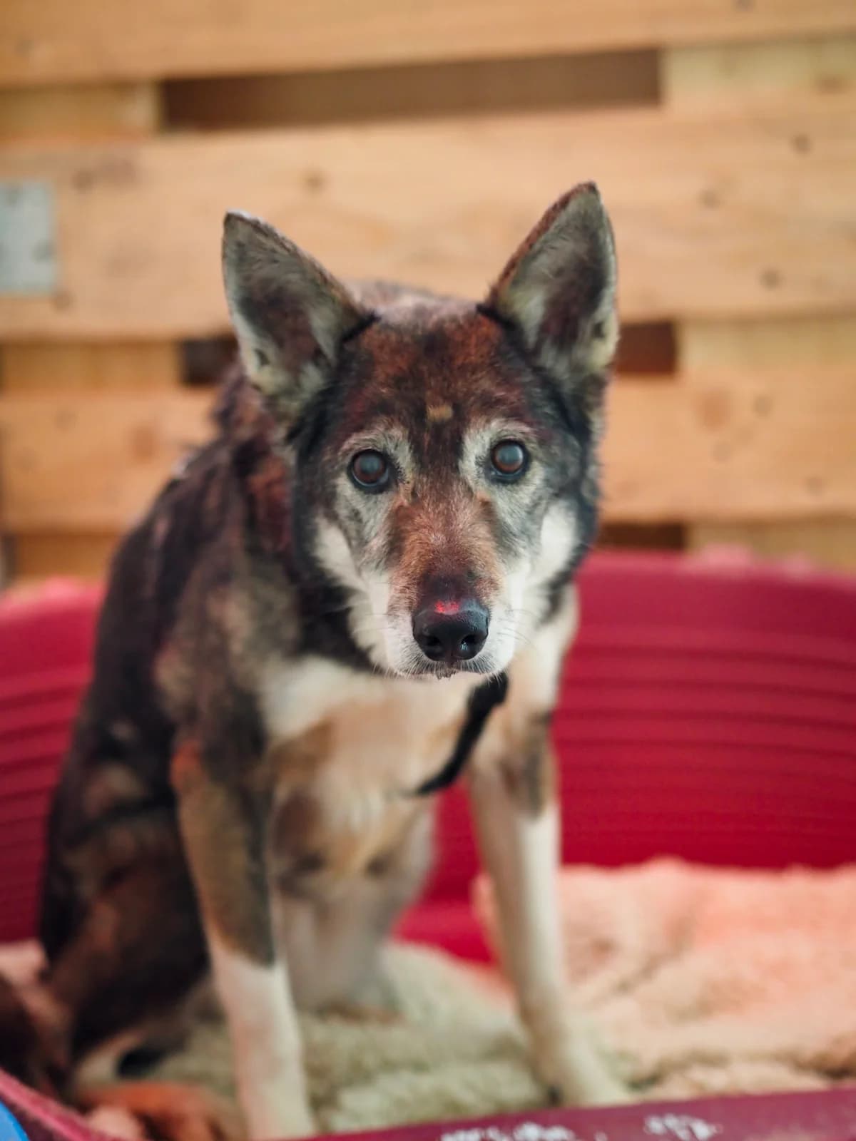 Candy, Mixed Breed for adoption at Tierschutzzentrum Eilenburg, Eilenburg
