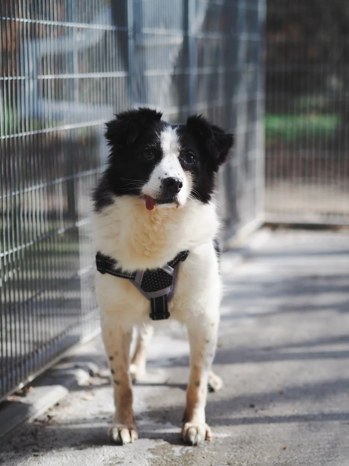 MILOU, Mixed Breed for adoption at Tierschutzzentrum Eilenburg, Eilenburg