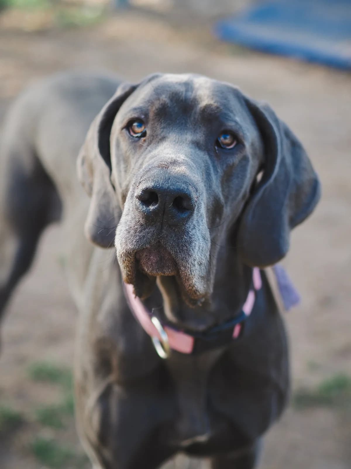 MELINA, Great Dane for adoption at Tierschutzzentrum Eilenburg, Eilenburg