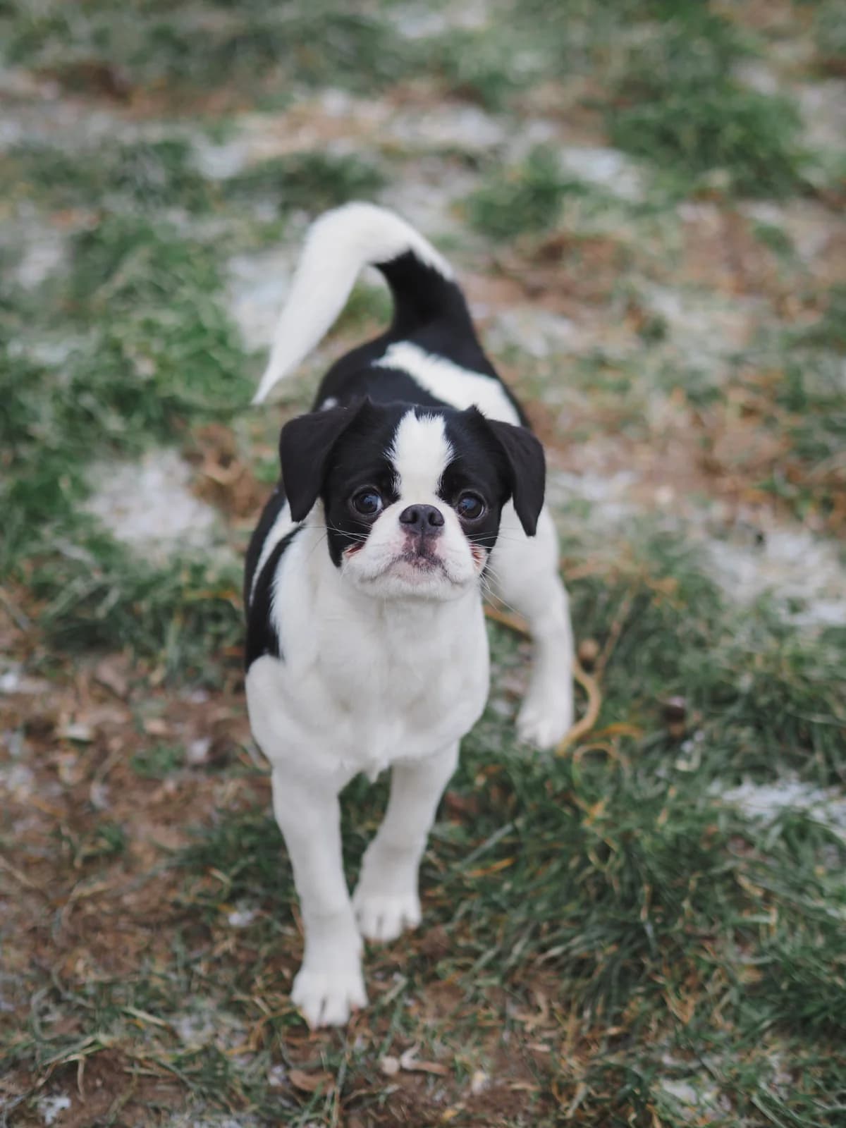IDA, Mixed Breed for adoption at Tierschutzzentrum Eilenburg, Eilenburg