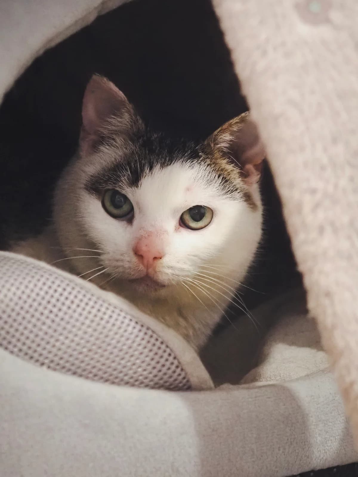ERNA, European Shorthair for adoption at Tierschutzzentrum Eilenburg, Eilenburg