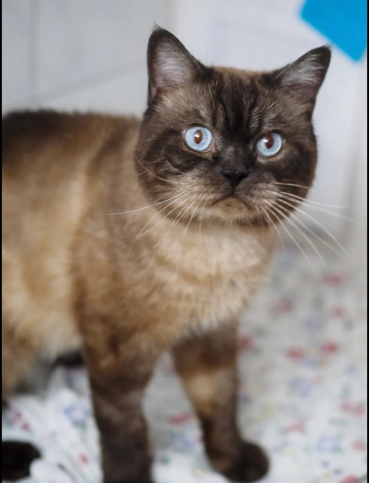 LEO, British Shorthair for adoption at Tierschutzzentrum Eilenburg, Eilenburg