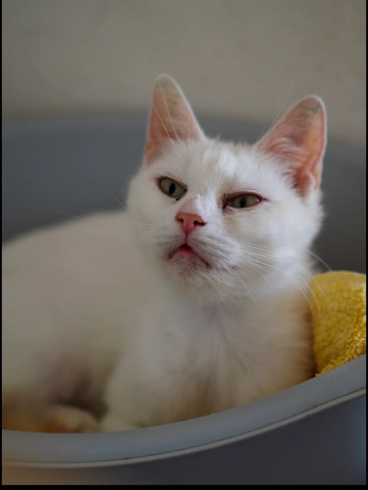 FLOCKE, European Shorthair for adoption at Tierschutzzentrum Eilenburg, Eilenburg