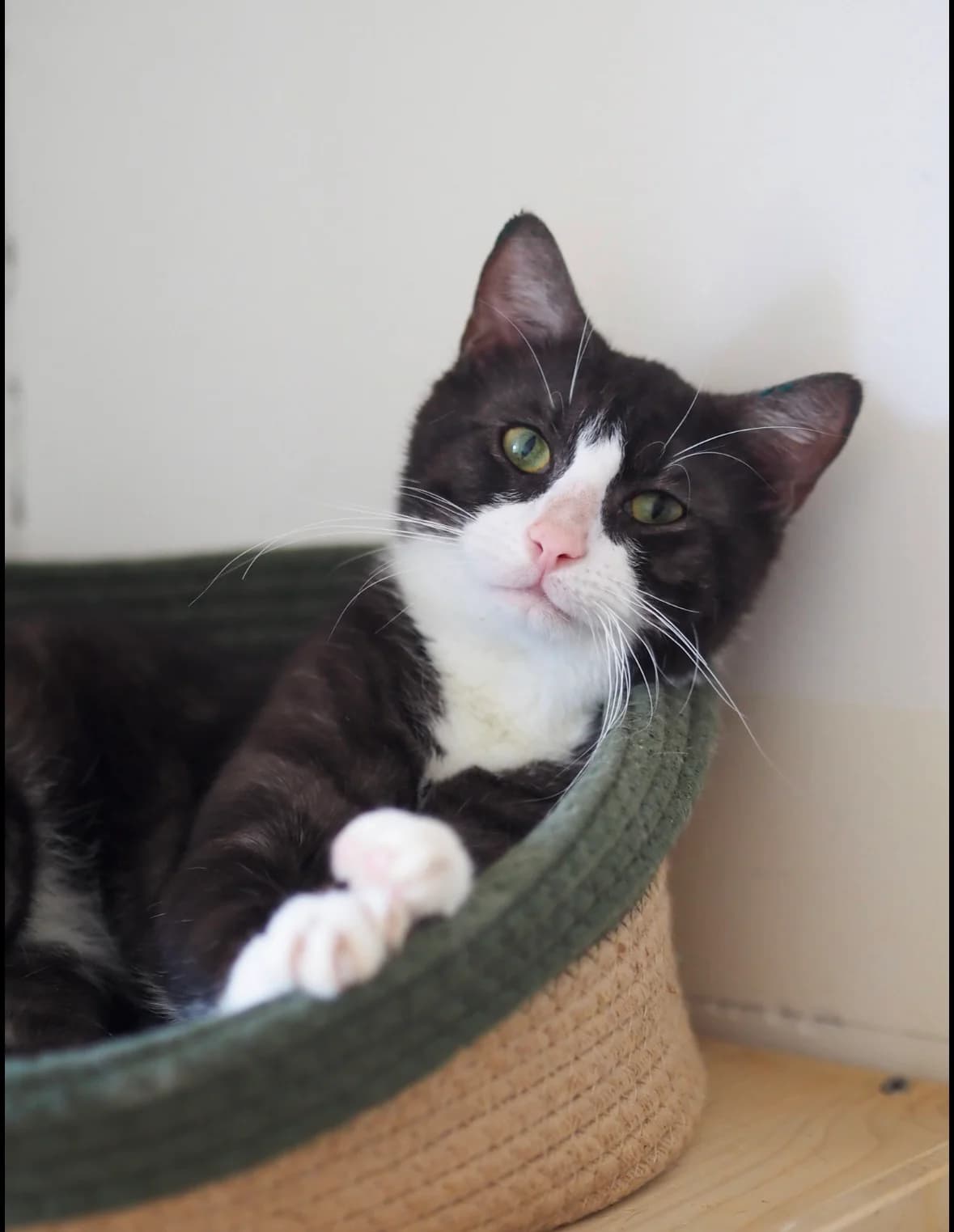 BERND, European Shorthair for adoption at Tierschutzzentrum Eilenburg, Eilenburg