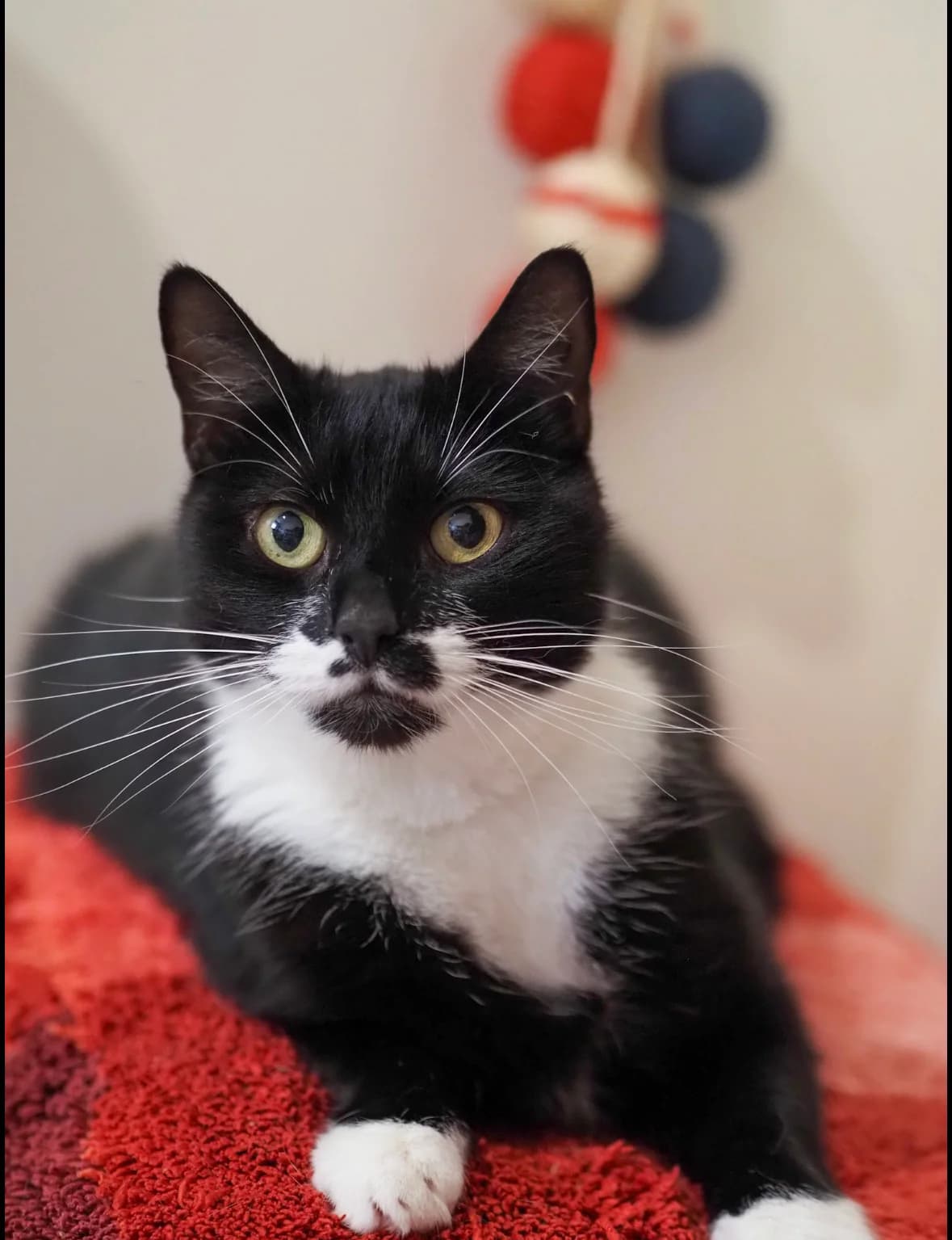 DETLEF, European Shorthair for adoption at Tierschutzzentrum Eilenburg, Eilenburg