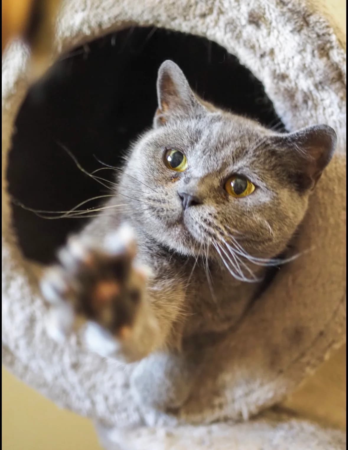 ROSI, British Shorthair for adoption at Tierschutzzentrum Eilenburg, Eilenburg