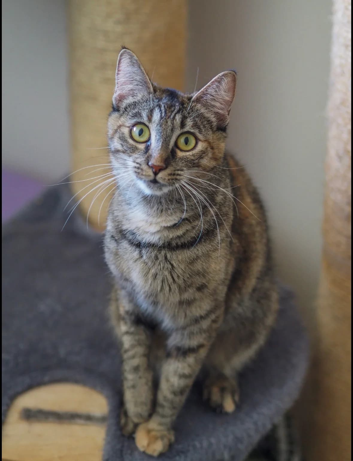 BIBI, European Shorthair for adoption at Tierschutzzentrum Eilenburg, Eilenburg