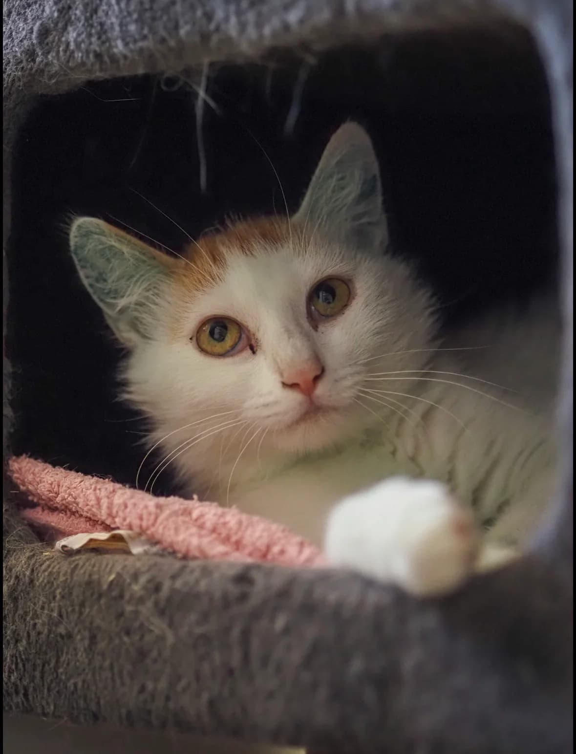 EVE, European Shorthair for adoption at Tierschutzzentrum Eilenburg, Eilenburg