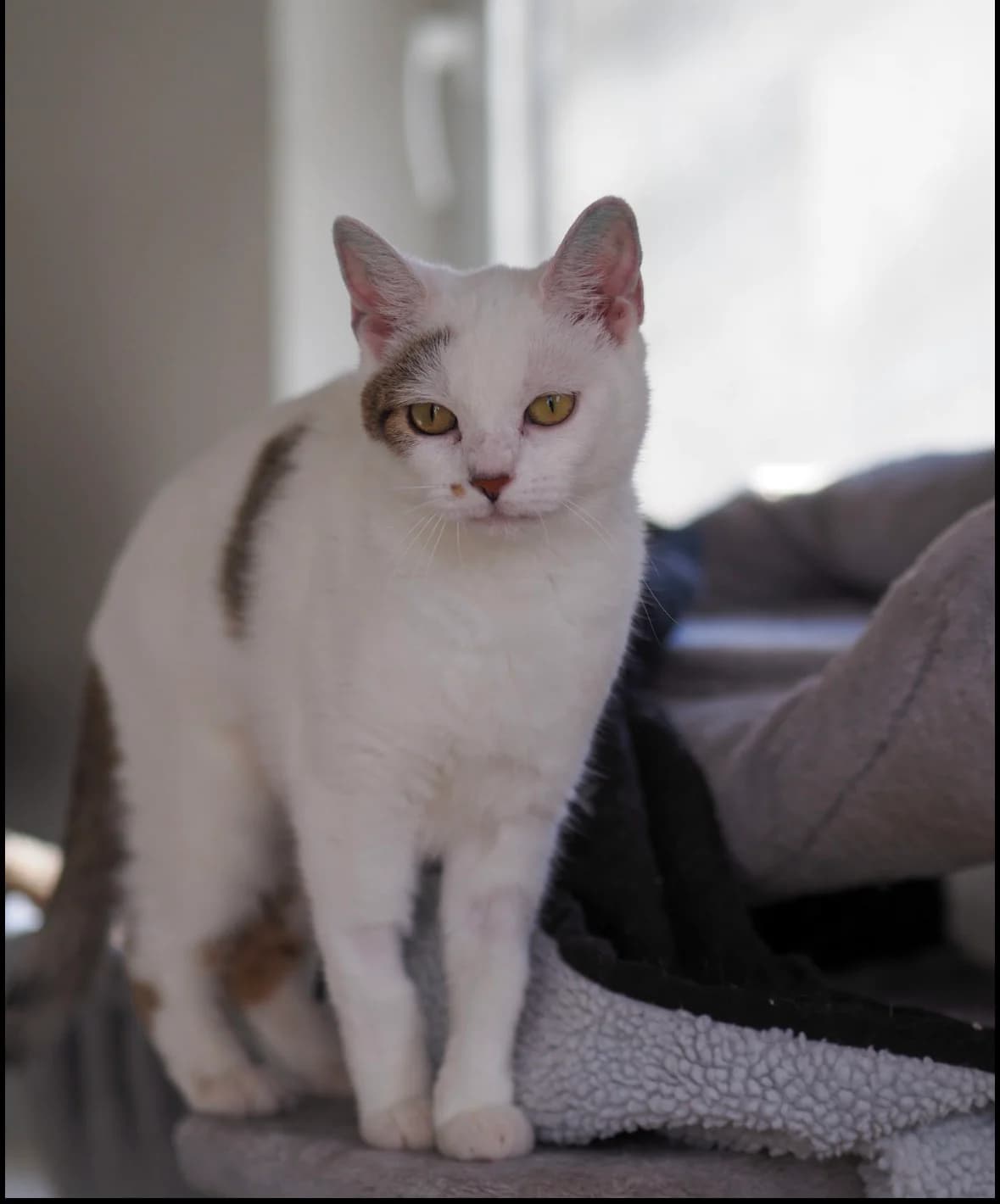 GIA, European Shorthair for adoption at Tierschutzzentrum Eilenburg, Eilenburg