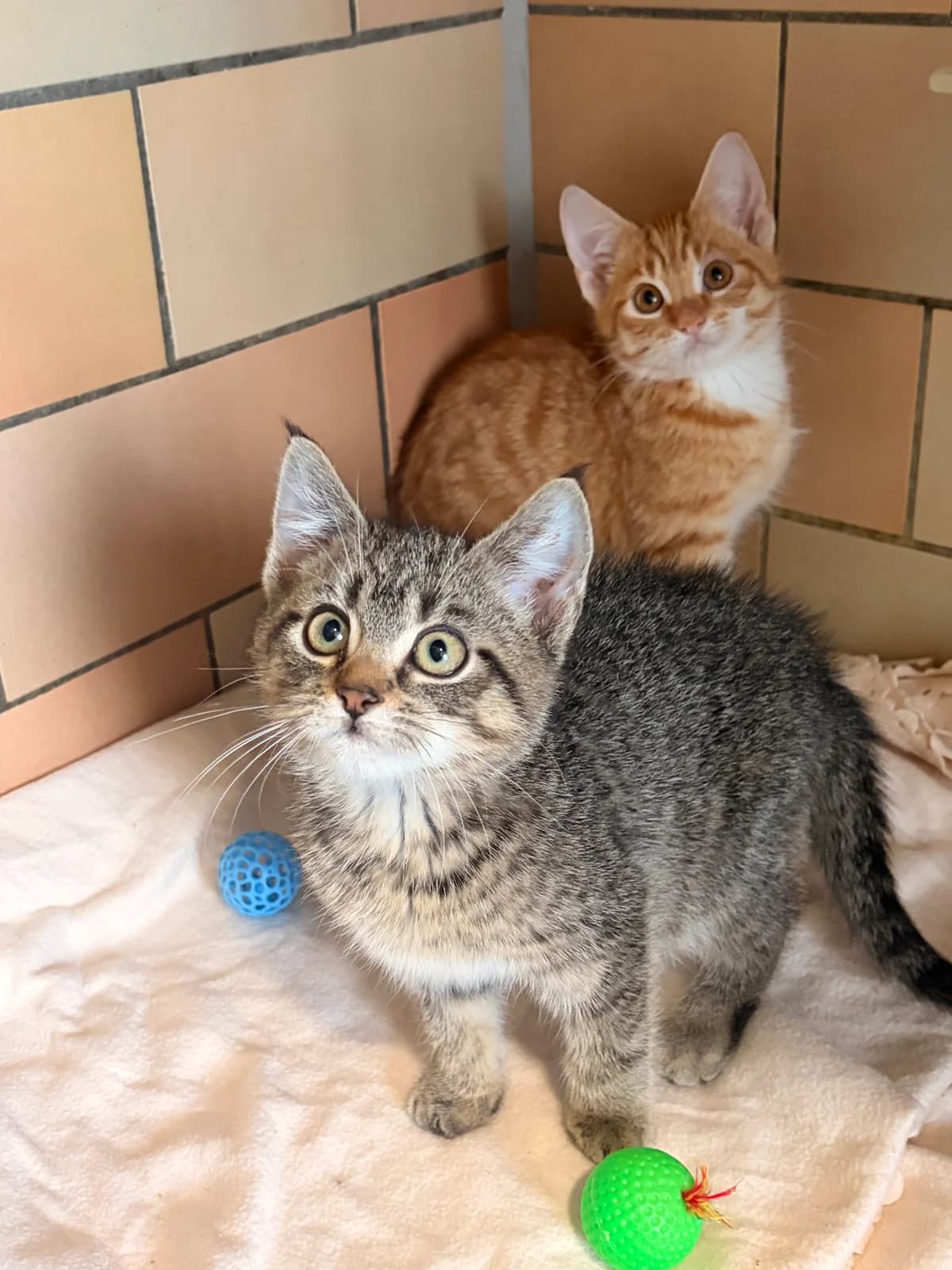 Elmo und Knirps, European Shorthair for adoption at Tierschutzzentrum Eilenburg, Eilenburg