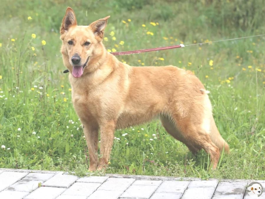 Ema, female 6yo Mixed Breed for adoption at Tiersinfonie Anou e.V.