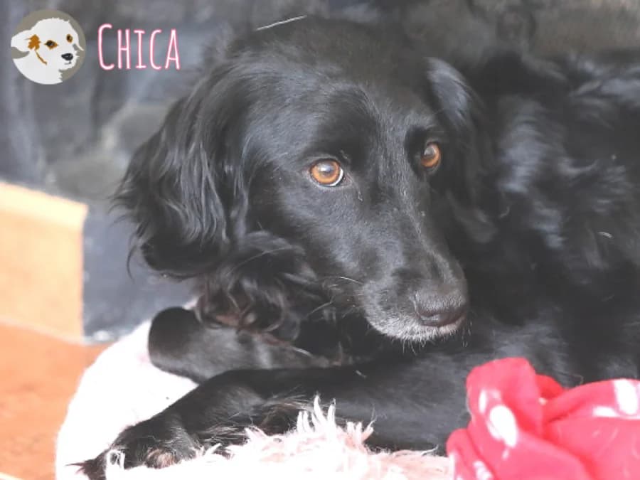 Chica, female 4yo Mixed Breed for adoption at Tiersinfonie Anou e.V.