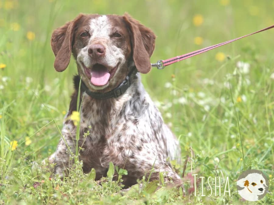 Tisha, female 7yo Mixed Breed for adoption at Tiersinfonie Anou e.V.