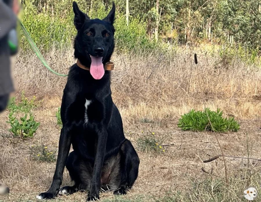 Mimi, female 3yo Mixed Breed for adoption at Tiersinfonie Anou e.V.