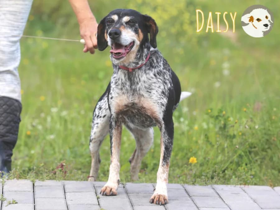 Daisy, female senior Mixed Breed for adoption at Tiersinfonie Anou e.V.