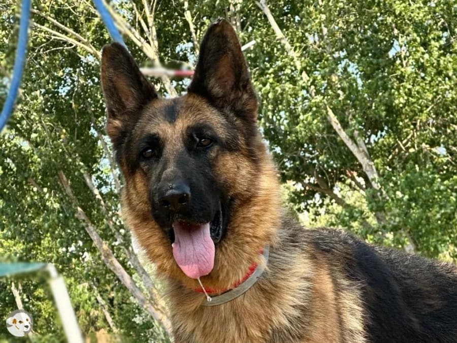 Saphira, female 3yo German Shepherd for adoption at Tiersinfonie Anou e.V.