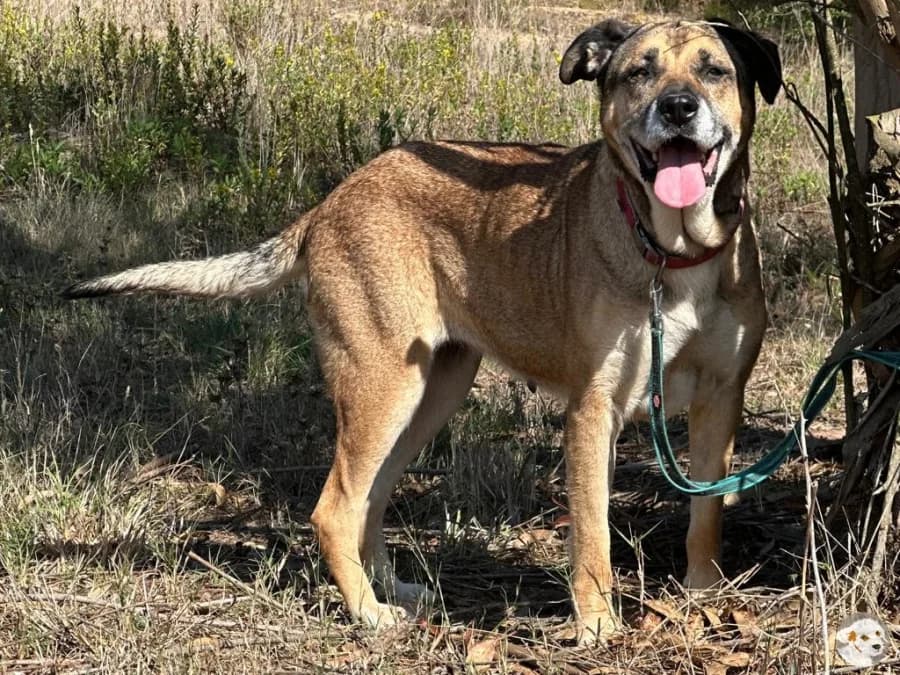 Minnie, female 6yo Mixed Breed for adoption at Tiersinfonie Anou e.V.