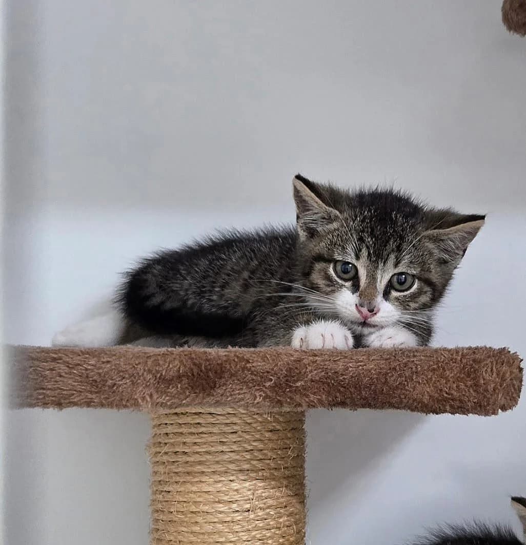DENVER, male mixed breed for adoption at Tierstation Plüderhausen