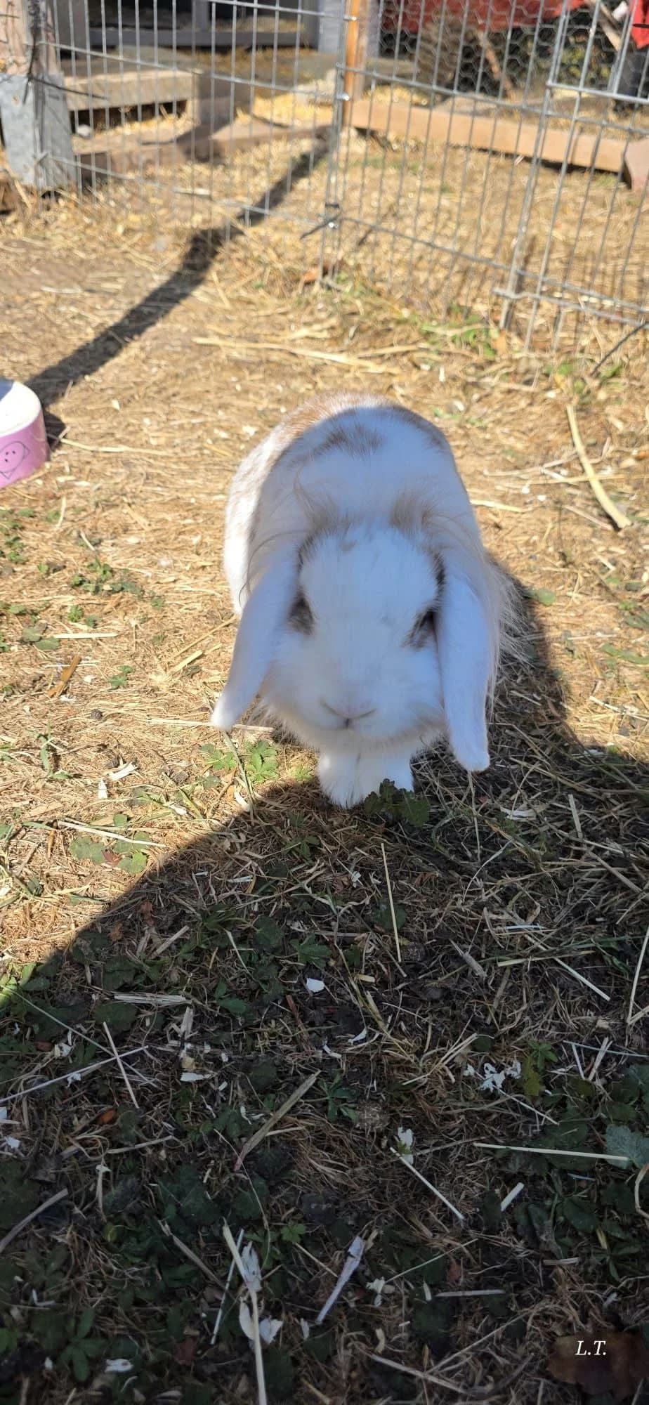 ELBA, female mixed breed for adoption at Tierstation Plüderhausen