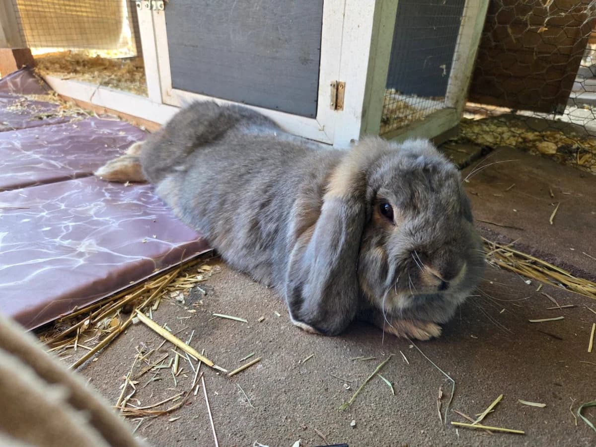 ETNA, female mixed breed for adoption at Tierstation Plüderhausen