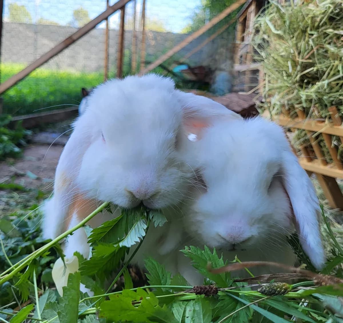 FLIP + WILLY, male mixed breed for adoption at Tierstation Plüderhausen