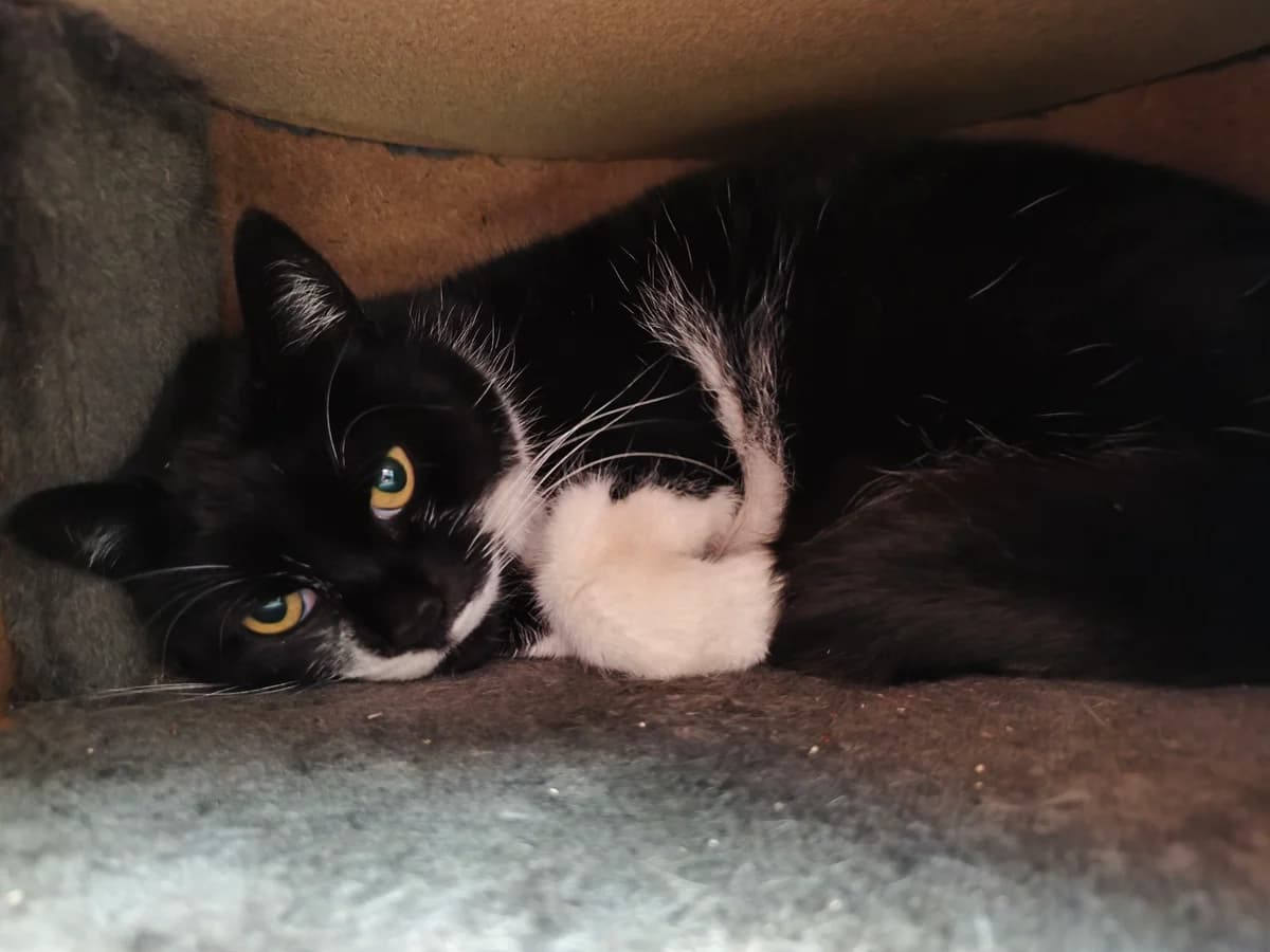 LEONIE, female mixed breed for adoption at Tierstation Plüderhausen