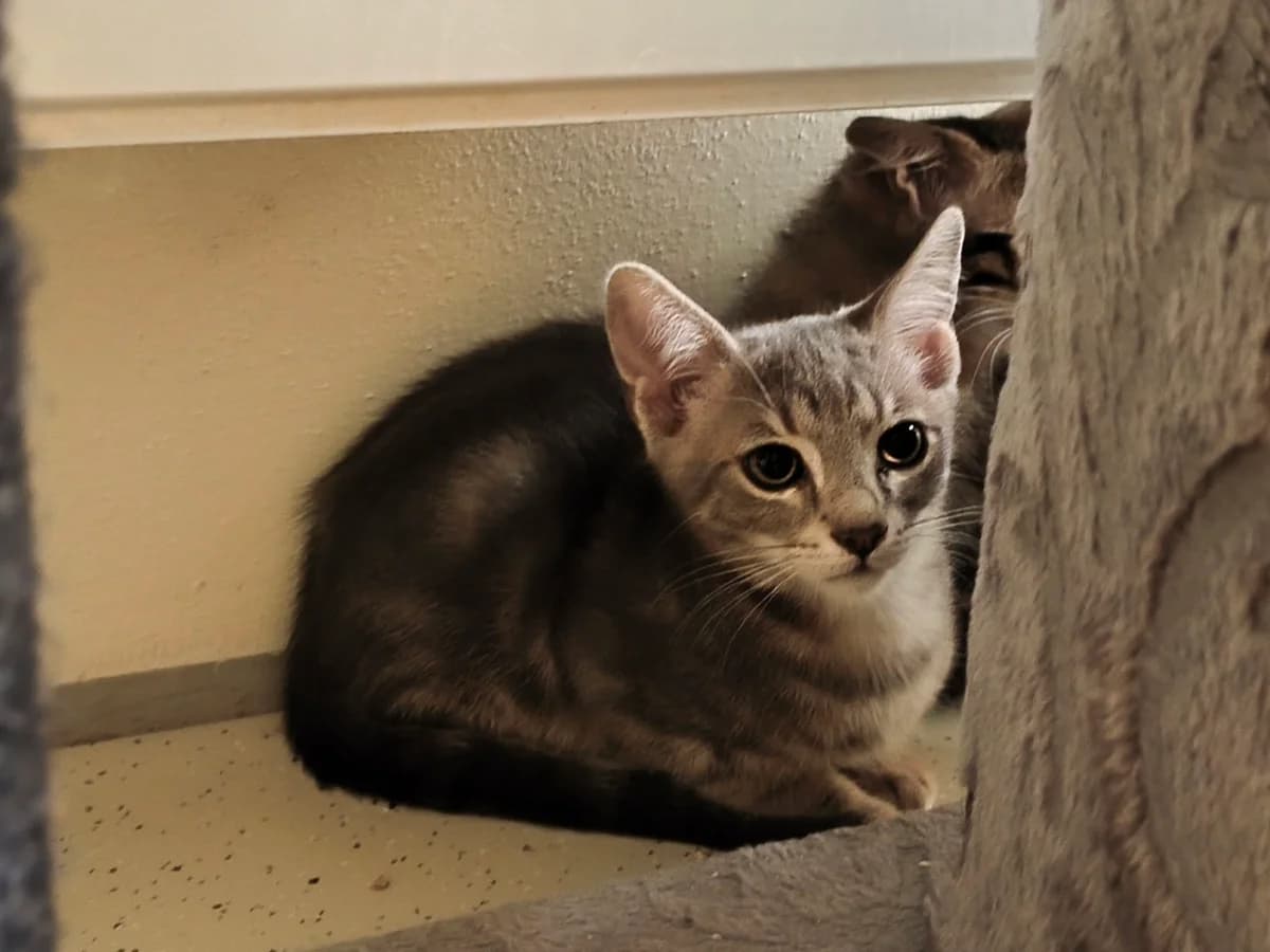 MACARON, female mixed breed for adoption at Tierstation Plüderhausen
