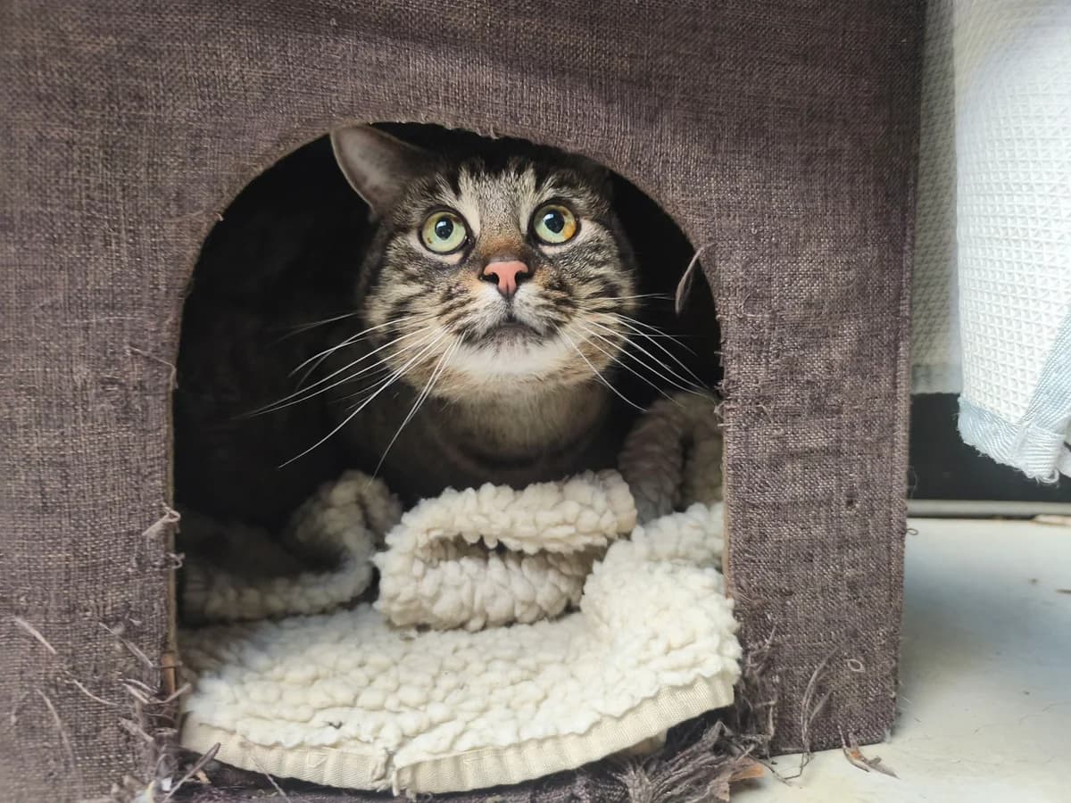 MAX, male 7yo mixed breed for adoption at Tierstation Plüderhausen