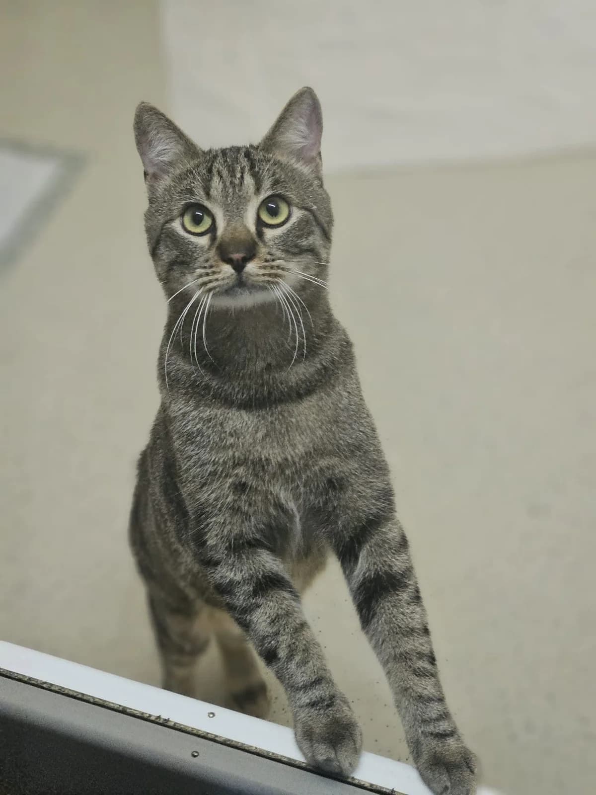 PRIMUS, male mixed breed for adoption at Tierstation Plüderhausen