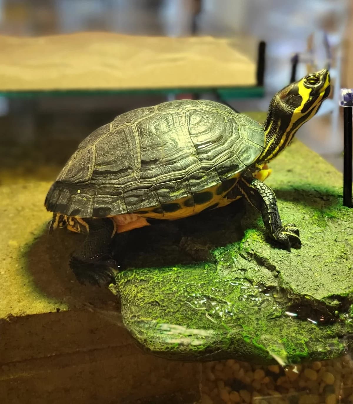 SAMMY, female mixed breed for adoption at Tierstation Plüderhausen