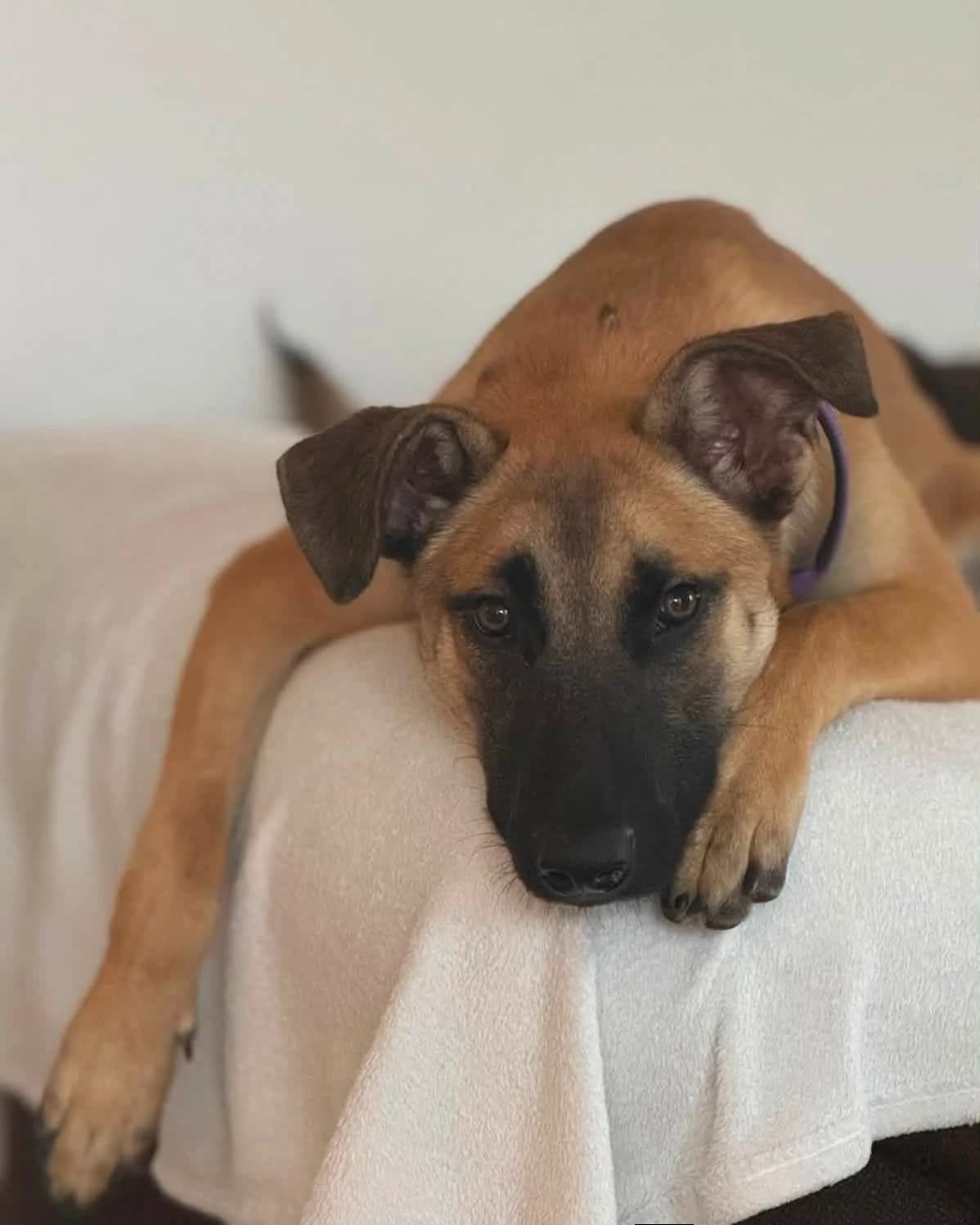 SANJA, female young Mixed Breed for adoption at Tierstation Plüderhausen