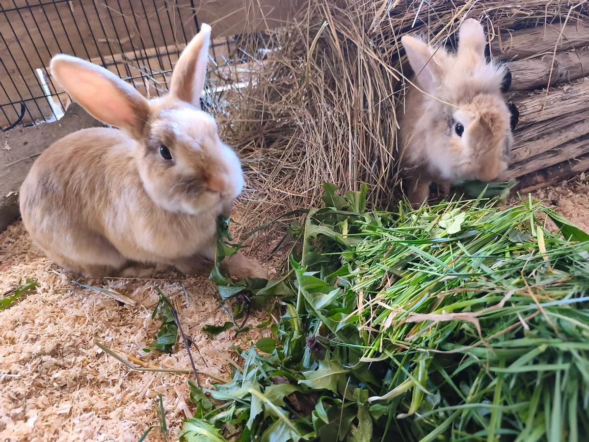 TIMON + PUMBA, male mixed breed for adoption at Tierstation Plüderhausen