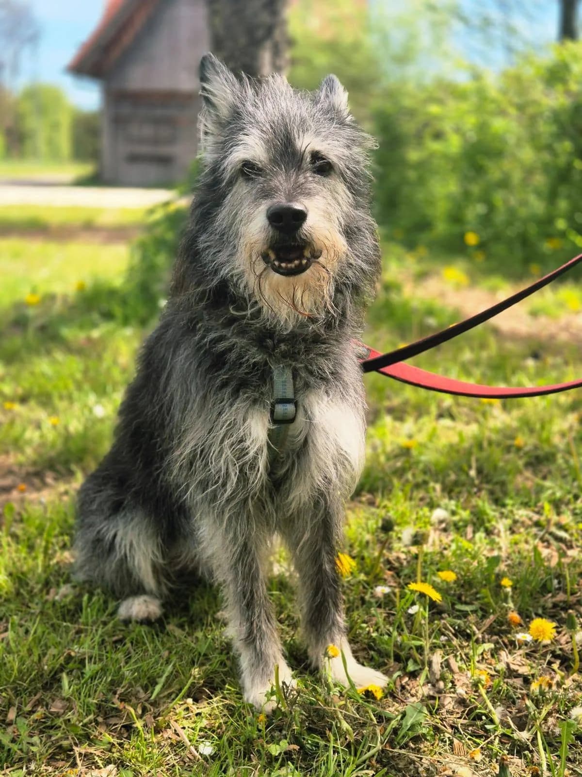 WILLI, male senior Mixed Breed for adoption at Tierstation Plüderhausen