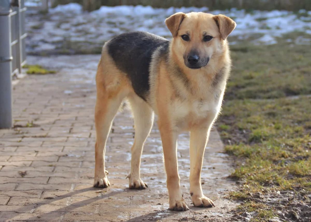 WOLF, male young Mixed Breed for adoption at Tierstation Plüderhausen