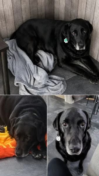 Charlie, male Mixed Breed for adoption at Tiere in Not Solingen